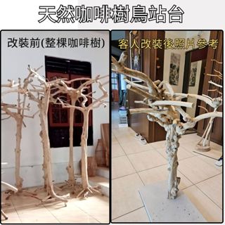 【自然屋精品】 咖啡樹 樹瘤 咖啡木 花鳥站臺 寵物站臺 純柚木 多功能展示架 創意裝飾 創意置物架 造景擺設藝術 藝品
