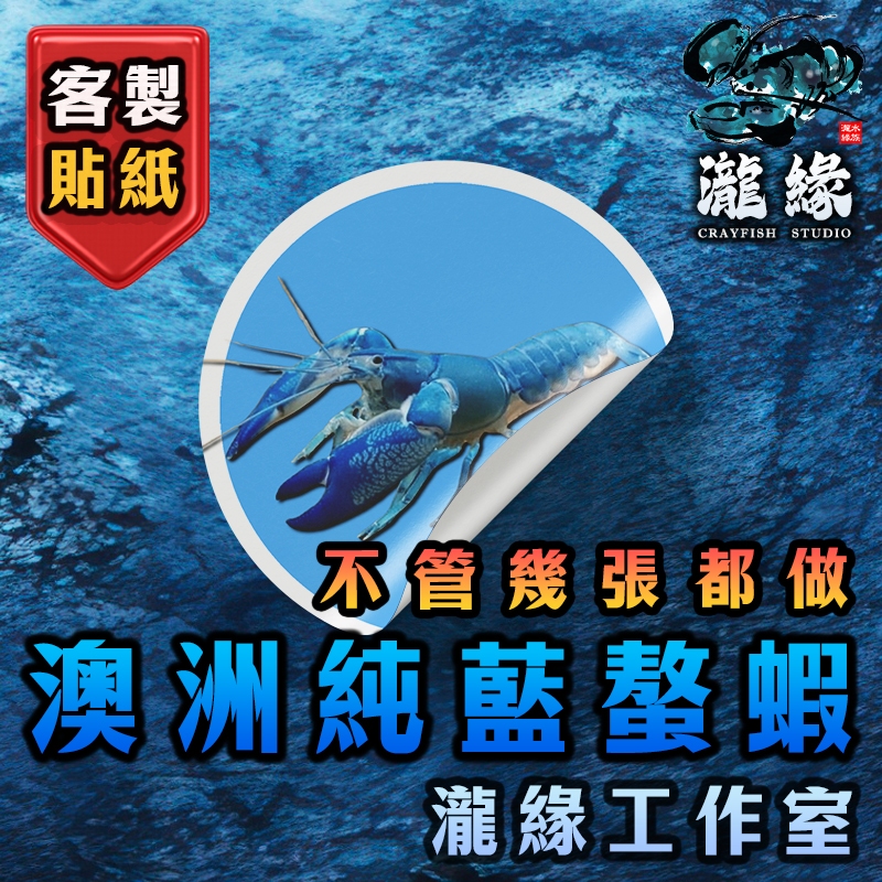 【瀧緣】澳洲純藍螯蝦貼紙 觀賞蝦貼紙 客製化貼紙 天空魔藍貼紙 螯蝦一對 螯蝦飼料 接單製造