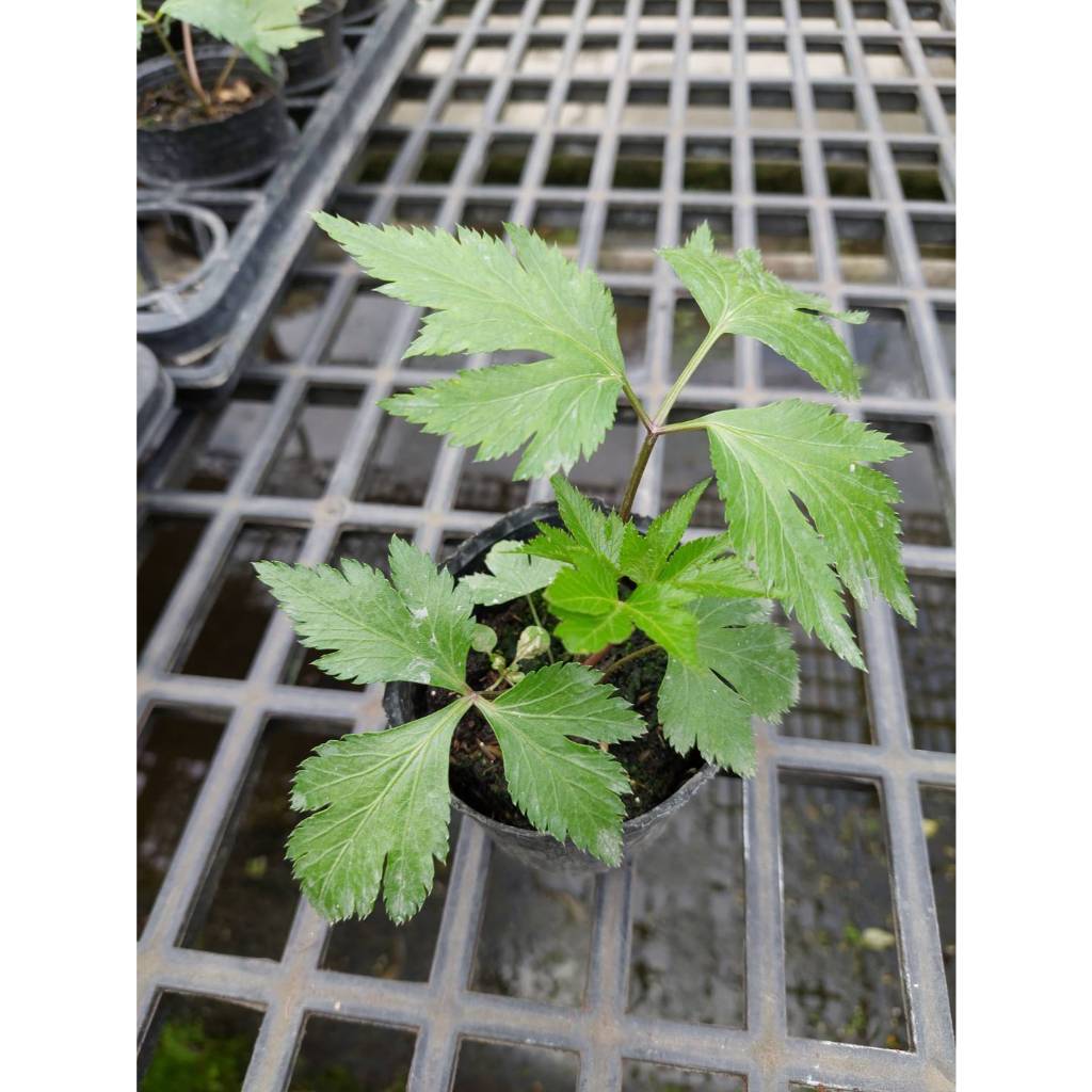 山當歸 3吋軟袋 香料植物