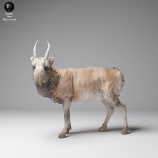Tazo工坊[AD] 雄高鼻羚羊（冬毛）Mongolian Saiga Male 3D列印模型MW