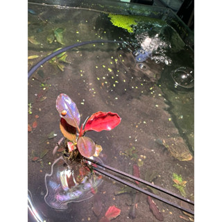 發色辣椒榕 翻缸出清 辣椒榕 水草 中景草