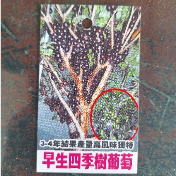 四季紅妃樹葡萄（實生）／7吋盆