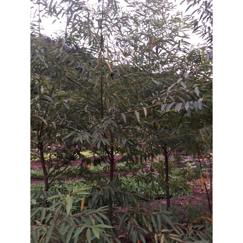 馬告 山胡椒 苗的價格推薦 - 2025年1月 | 比價比個夠BigGo