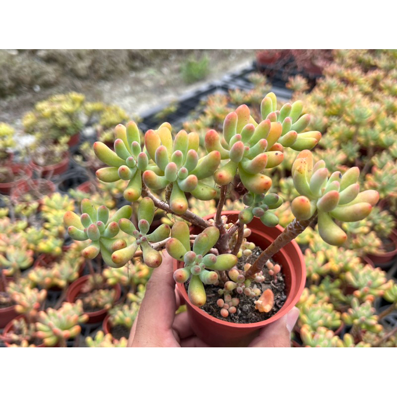 【多肉好好買】三寸盆 乙女星/小老欉 多肉植物 現貨