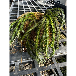 直徑12公分/手作苔球盆/DIV/不含植物/孔徑5公分