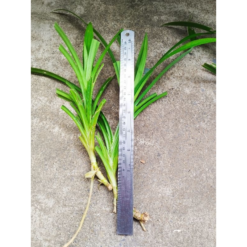 香蘭苗（裸根苗）下單現取 保濕出貨 好種易活喔！