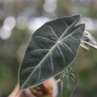 粉紅龍觀音蓮 3吋盆 觀葉植物 雨林植物 耐陰植物 室內植物 園藝 療癒 植栽 植物 盆栽【阿金的便秘花園】A147