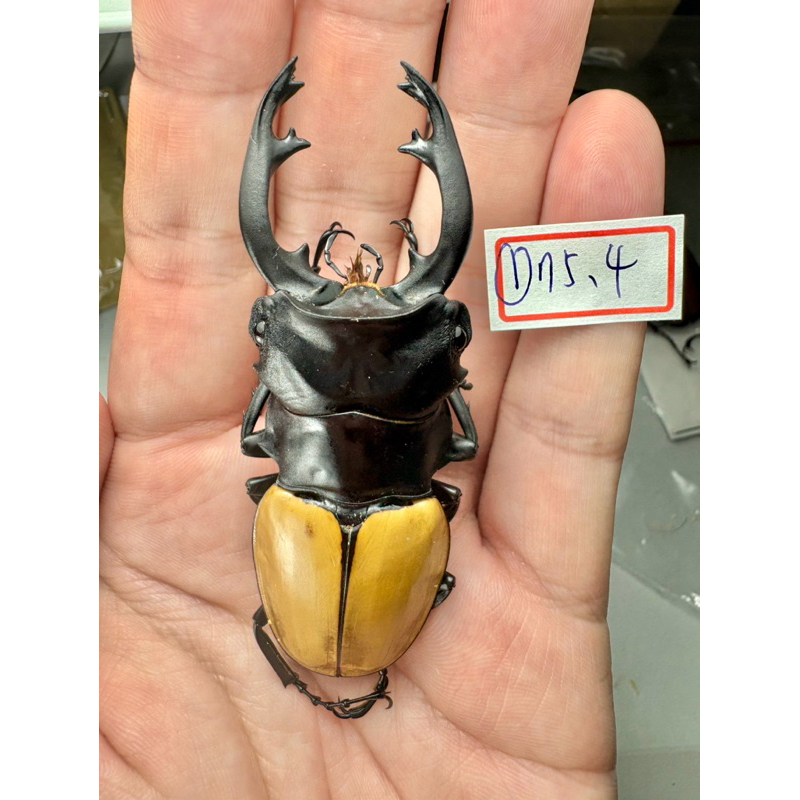 Odontolabis 標本的價格推薦- 2026年2月| 比價比個夠BigGo