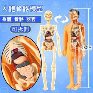 人體模型 人體器官 器官認知遊戲 骨骼模型 人體模型教具 人體構造模型 人體器官模型組裝教學 玩具教材益智桌遊遊戲