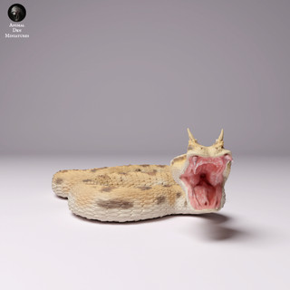 Tazo工坊[AD] 撒哈拉角蝰蛇pose2Saharan horned viper pose2 3D列印模型SD