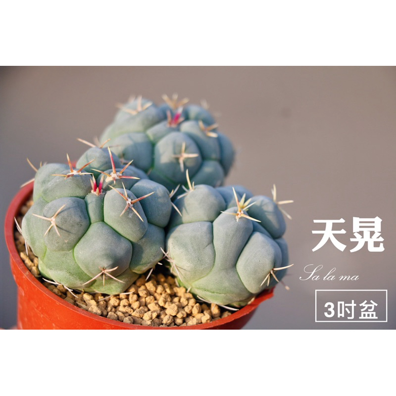 【天晃】 （3頭 ）3吋盆 | Sa La Ma多肉植物| 仙人掌科