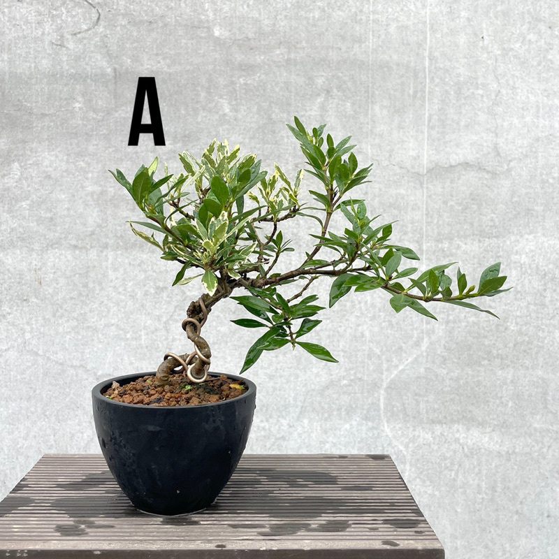 《野趣小品盆栽》斑葉梔子花·斑葉喜代譽·觀葉植物