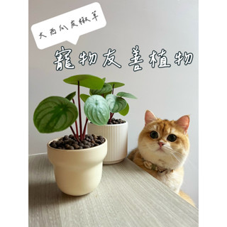 ［貓日子園藝］盆栽 西瓜皮椒草 附高質感陶瓷盆 三吋盆 大西瓜皮椒草 觀葉植物 寵物友善植物 室內植物 禮物 辦公室小物
