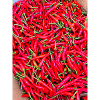 《自產自銷》現採～朝天椒Hot Pepper《紅色》