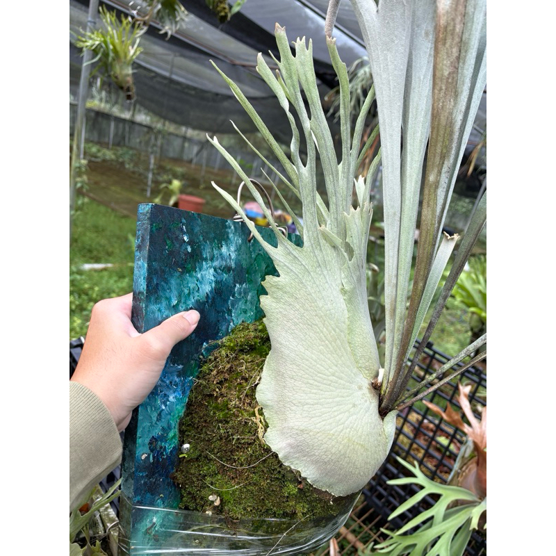 澳銀  埔里貳號 孢子苗 側芽 鹿角蕨 植蕨生活