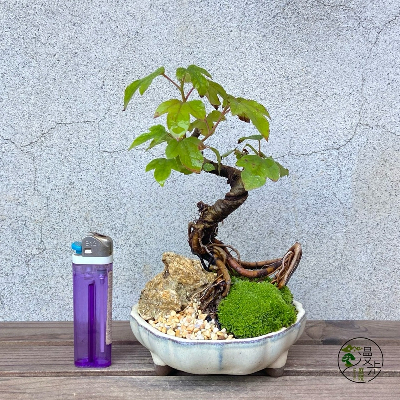 楓香盆栽的價格推薦- 2025年12月| 比價比個夠BigGo