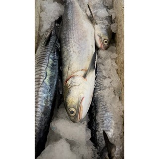 【漁讚】澎湖午仔魚／野生午仔魚／午仔魚／午仔魚／午魚／四指馬鮁／鯃魚／竹午魚／海釣竹午魚／印度鮭／竹午筍鮁／海鮮宅配