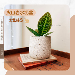 森美植所/臺灣發貨/水泥盆/火山岩水泥盆/花盆/盆器/花器/水泥製品/觀葉植物/龜背紫金牛/植栽/居家擺設