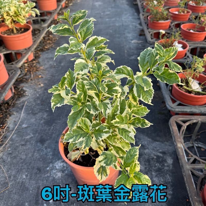 一葉植富 斑葉金露花5-6吋特價160元