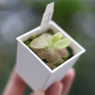 賽提捕蟲堇 2吋盆 食蟲植物 補蟲菫 食蟲 吃蟲 除蟲 捕蟲 室內植物 療癒 植栽 植物【阿金的便秘花園】PP282