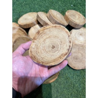 超級香~限量 稀有超重油 臺灣黃檜杯墊 檸檬香茅味 臺灣檜木Hinok 聞香塊 原木飾品 檯座A5972【晶選傢俱】