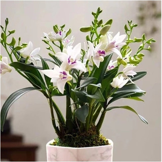 水培澳洲香水石斛蘭種球 當年開花濃香花卉綠植 耐熱好養濃香型花卉驅蚊室內名貴蘭花種球墨蘭四季蘭花苗大花蕙蘭種子庭院陽臺