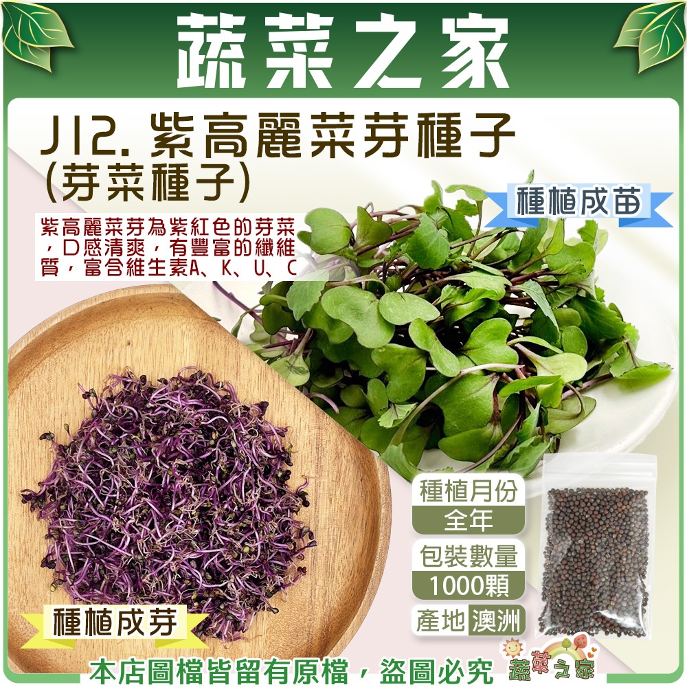 【蔬菜之家滿額免運】J12.紫高麗菜芽種子1000顆(約5公克)芽菜種子芽菜類種子