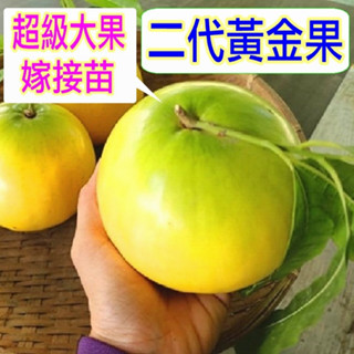 二代黃金果苗🟡嫁接苗🟡抗寒 冬天豐產 高甜度 適應北部 盆栽 地植 都會產果 久大黃金果苗 大金莎黃金果苗