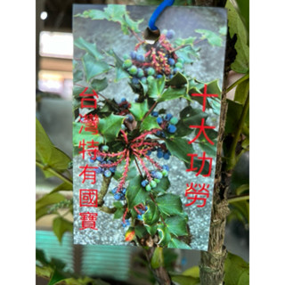 臺灣特有種 阿里山 十大功勞（闊葉）/黃柏｜3吋盆～根、莖、葉、花⋯，均可入藥，有十種以上療效，因此為名⋯