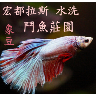 (2024) 獵豆工坊🐆 宏都拉斯 鬥魚莊園 象豆 水洗 咖啡生豆 500G