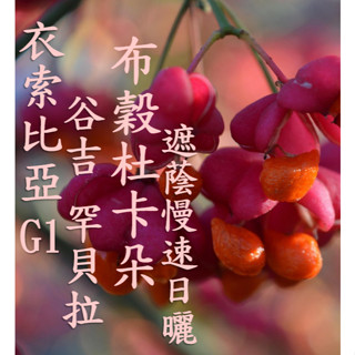 (最後數量2024) 獵豆工坊🐆衣索比亞 古吉 布穀杜卡朵 遮蔭慢速乾燥 日曬處理 G1 咖啡生豆 500G