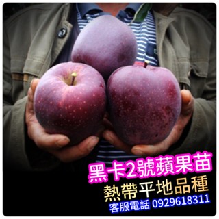 ✅黑卡蘋果2號盆栽✅嫁接大苗 水果苗 熱帶蘋果 國王蘋果 酒樹蘋果
