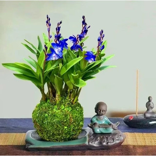 【買三送一】水培澳洲香水石斛蘭種球 當年開花濃香花卉綠植 耐熱好養濃香型花卉驅蚊室內名貴蘭花種球墨蘭四季蘭花苗大花蕙蘭