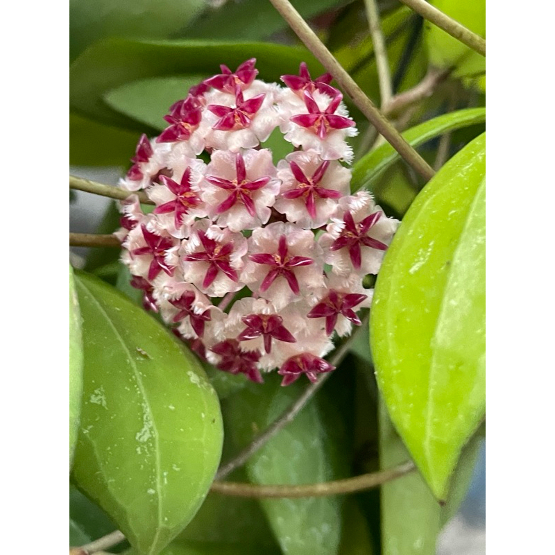 新 愛麗絲 毬蘭 Hoya erythrostemma （new)白花紫心