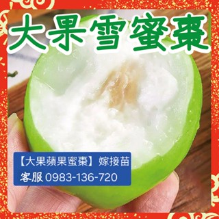 馴化豐產【頂級雪蜜棗】嫁接苗-棗子界的LV春雪蜜棗 雪天王 雪天後 牛奶蜜棗 帝王蜜棗 五十 大果蘋果蜜棗 雪十六