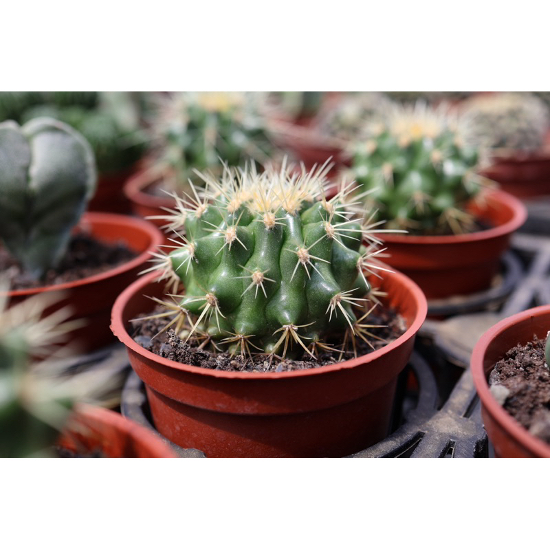 【短刺金琥】3吋盆｜植享曲｜仙人掌｜龍舌蘭｜多肉植物｜療癒植物