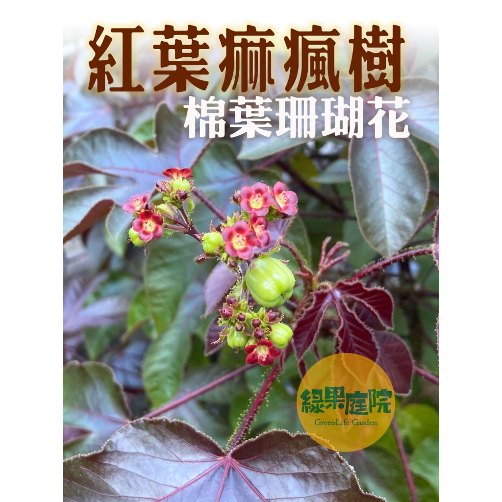 G綠果庭院 大戟 紅葉痲瘋樹 紅葉蓖麻 紅蓖麻 棉葉痲瘋樹 野烈顏麻瘋樹 棉葉珊瑚花 移印染 敲拓染 大戟科 多肉植物