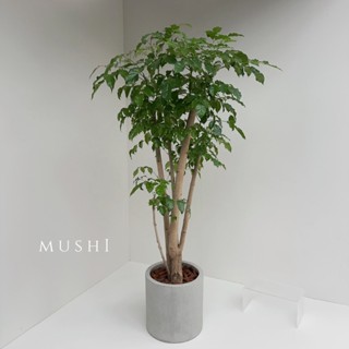 Mushi💰［旺旺樹］進財樹/室內盆栽/ins風格/喬遷之喜/開幕賀禮/新居落成/沐時嚴選