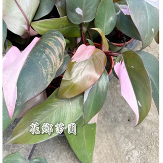 《花鄉苗圃》 粉紅公主蔓綠絨、5寸