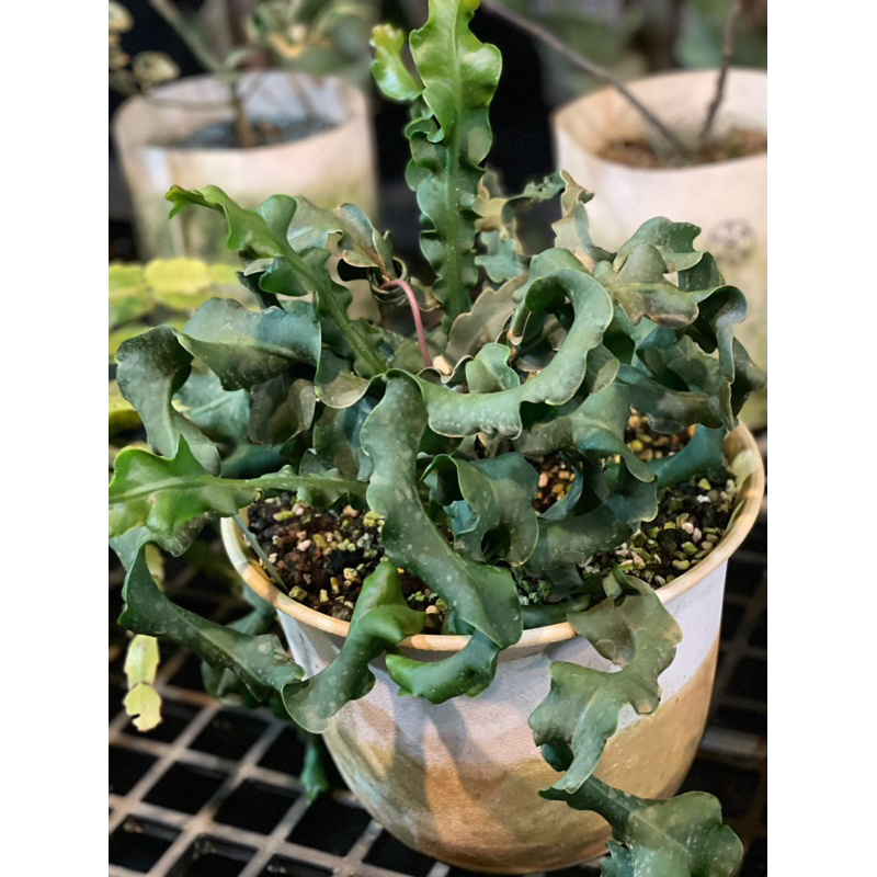迷你火龍果實生苗/危地馬拉螺旋曇花/多肉/曇花/植物