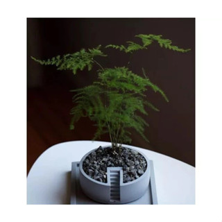 3 Akira臺灣清水模手作 水泥 擺件 大花盆 多肉 花盆 盆栽 收納 辦公桌擺件 舒壓 綠植 園藝擺件 裝飾品 擺飾
