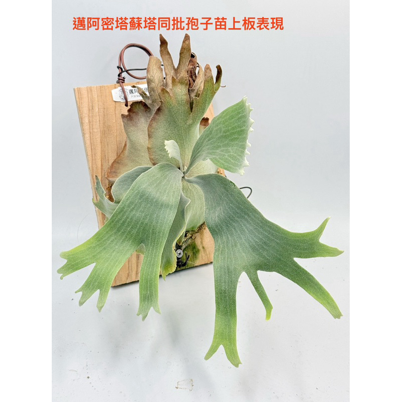 邁阿密塔蘇塔P.willinckii cv.Miami Tatsuta  鹿角蕨   1.7寸孢子苗 《植鹿人》鹿角蕨