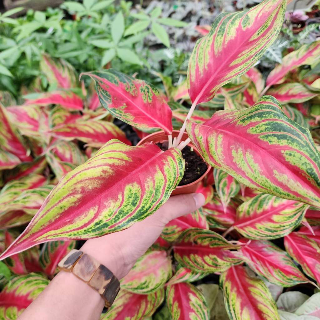 P老闆園藝~火狐狸 粗肋草 3吋盆 5吋盆 室內植物