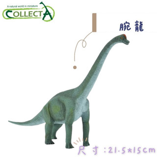 CollectA 英國高擬真模型 腕龍 長約22公分 模擬 侏儸紀 恐龍模型 動物模型 公仔