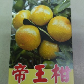 柑橘嫁接苗碰柑帝王柑茂谷佛利蒙柑砂糖橘雞蛋柳丁紅肉甜丁無籽柳丁