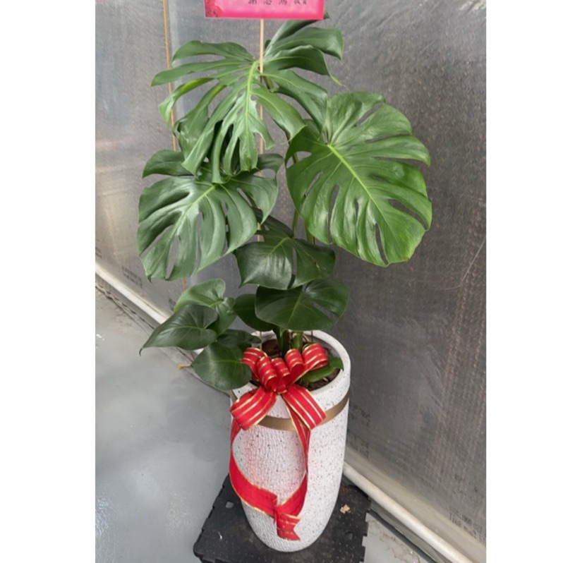 （台中/新竹/免運）代客送花 龜背芋電信蘭室內植物觀葉植物開店誌喜 新居落成送禮蘭花金錢樹開運竹種植盆栽景觀盆栽