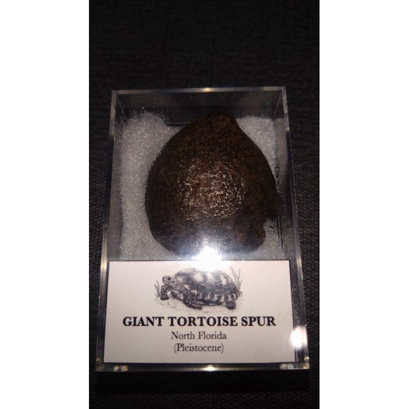 陸龜刺化石 Tortoise Spur North Florida 尺寸4.7×4.2公分 精美包裝 北佛羅里達 更新世
