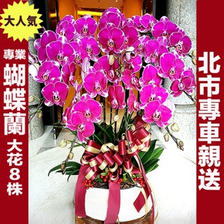 🔥北市專車送🌹蝴蝶蘭花禮(8株)桌上型🌹開幕盆栽/開幕送禮/過年盆花/開幕花禮/公司喬遷/榮陞/展覽/蘭花/新居落成