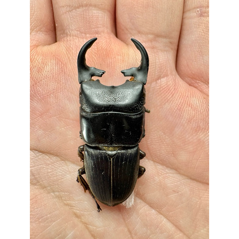 昆蟲標本（死的非活體） aegus punctipennis 婆羅洲斧頭肥角