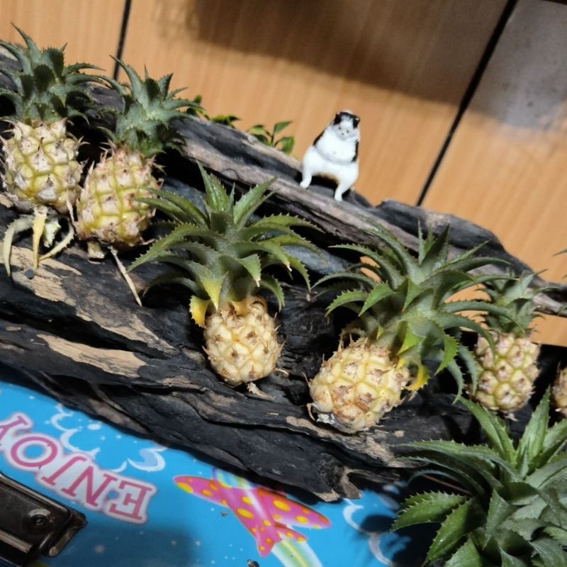 🍍日本超迷你🍍小鳳梨🍍單顆小果實（擺盤，插花，觀賞）